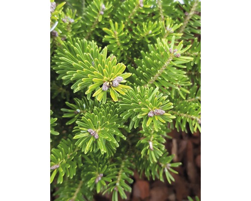 Detailný záber kórejskej jedle s ihličím