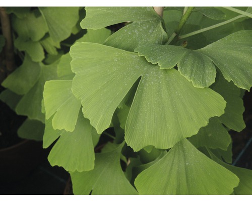 Detail listov Ginkgo biloba