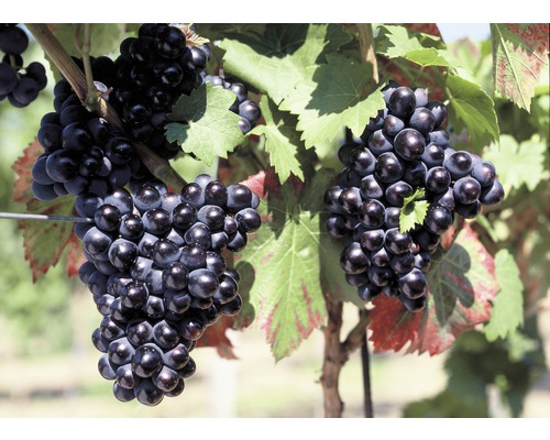Vínna réva BIO modrá FloraSelf Bio Vitis vinifera 'Nero' 60-100 cm kvetináč 3 l Hrozno na viniči