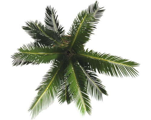 Pohľad zhora na Cykas japonský v kvetináči