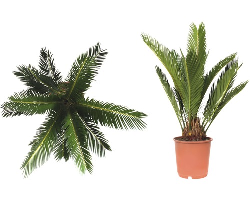 Dve zobrazenia cykasu v kvetináči, raz zhora a raz zboku.