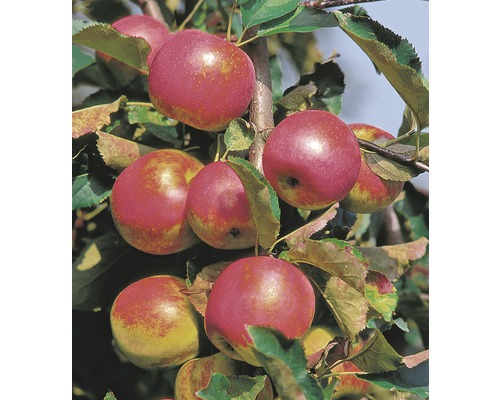 Jabloň stĺpovitá BIO FloraSelf Bio Malus domestica 'Red River' 130-150 cm kvetináč 10 l