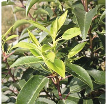 Vavrínovec portugalský FloraSelf Prunus lusitanica „Angustifolia“ 60-80 cm květináč 5 l-thumb-4