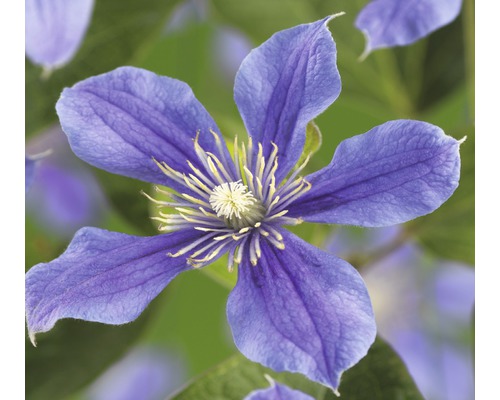 Plamienok FloraSelf Clematis kultivar výška 50-60 cm kvetináč 3 l modrofialový