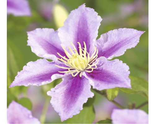 Plamienok FloraSelf Clematis kultivar výška 50-60 cm kvetináč 3 l prúžkovaný