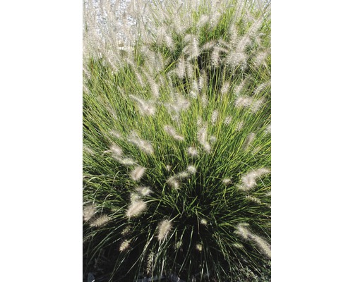 Pennisetum záhradná rastlina na obrázku