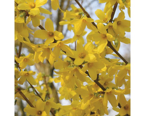 Zlatica prostredná FloraSelf Forsythia intermedia „Week End“® 80-100 cm kvetináč 10 l