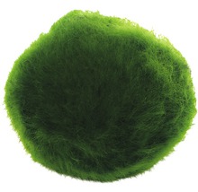 Machová guľa do akvárií