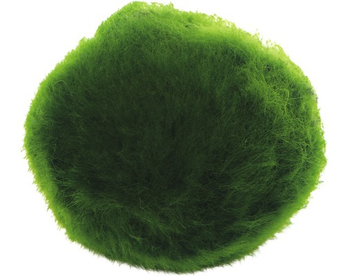 Machová guľa do akvárií