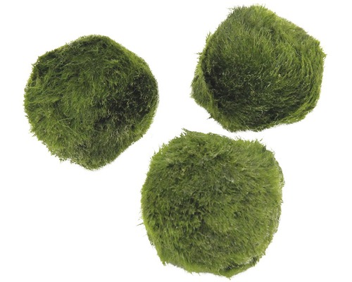 Tri zelené machové gule do akvária