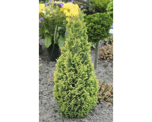 Žltý kužeľovitý tuja v záhradnom záhone