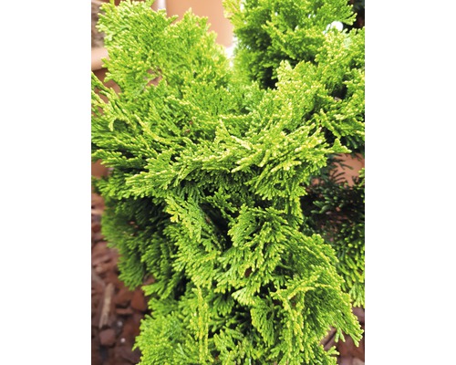 Detail cyprusu so zelenými listami.