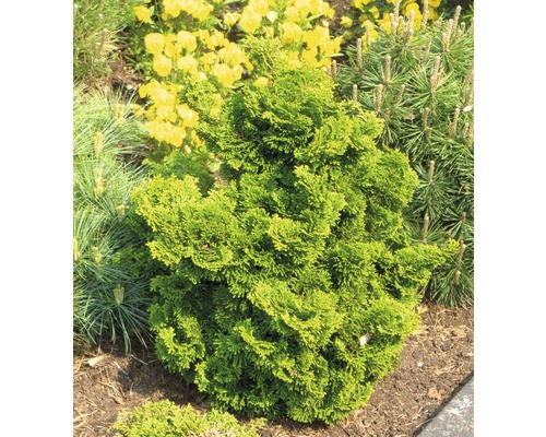 Cypruštek v záhrade