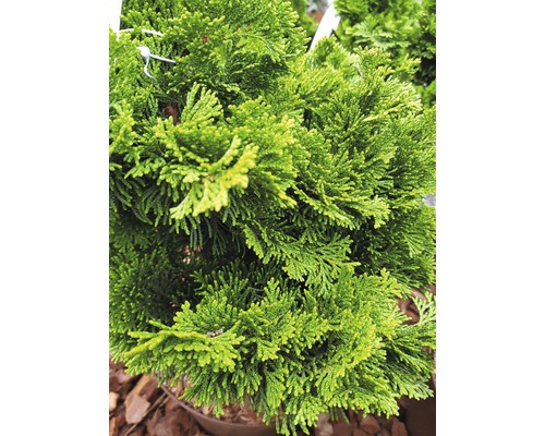 Detail zeleného cyprušteka