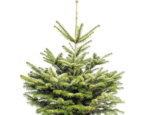 Horná časť zeleného vianočného stromčeka