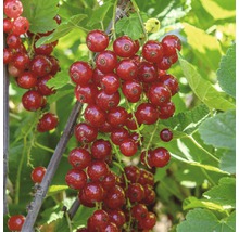 Ríbezle červené FloraSelf Ribes rubrum 'Jonkheer van Tetsu' 40-60 cm kvetináč 3 l-thumb-0
