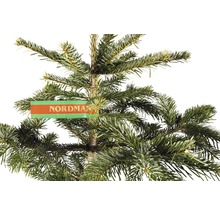 Kaukazská jedľa s etiketou