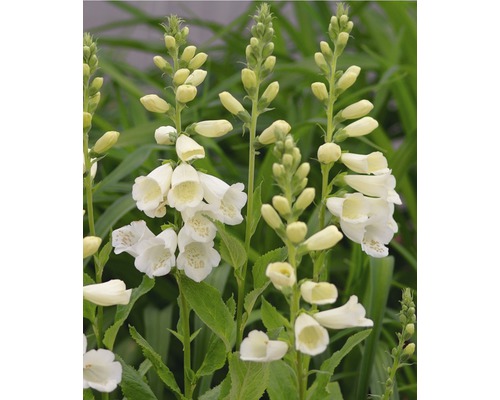 Kvitnúca rastlina náprstníka v záhrade