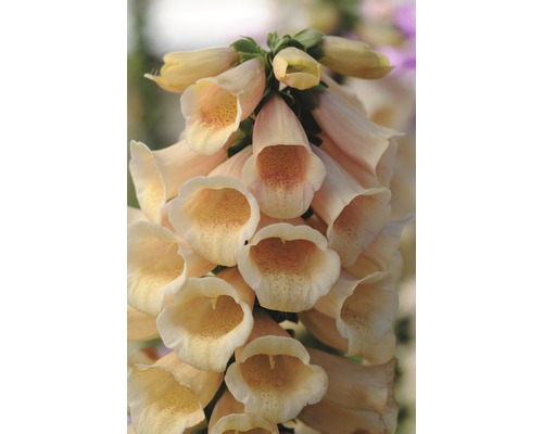 Detailný záber rastliny náprstníka s kvetmi zvončekovitého tvaru