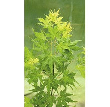 Javor dlanitolistý FloraSelf Acer Palmatum 'Going Green' kvetináč Ø 19 cm