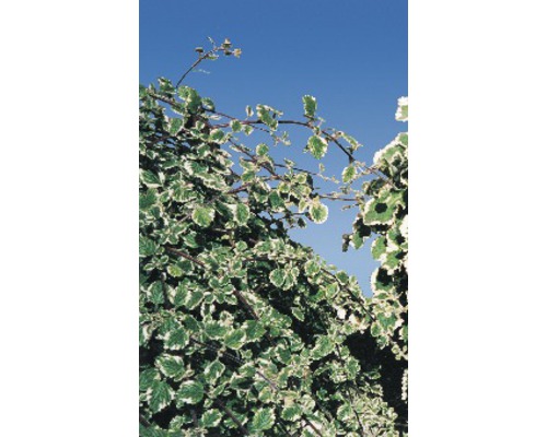 Listy okrasnej rastliny na pozadí modrej oblohy