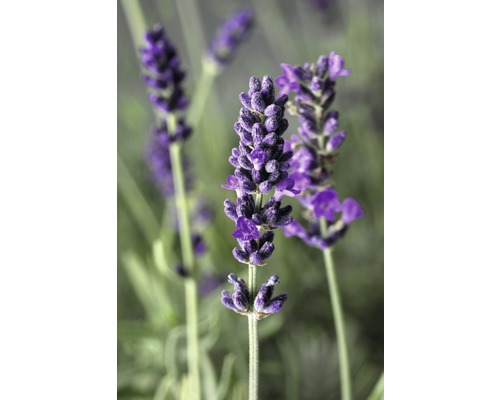 Detailný záber kvetov levandule