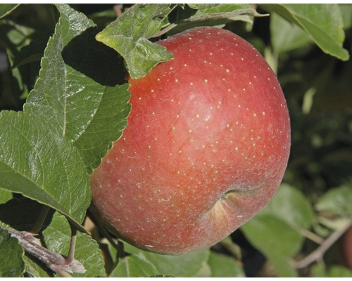 Jabloň zimná FloraSelf Malus domestica 'Goldparmäne' 120-150 cm kvetináč 7,5 l