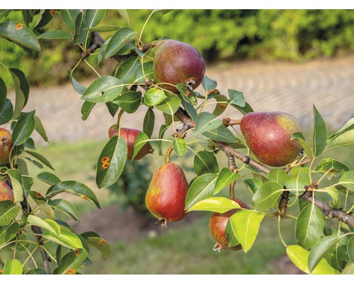 Hruška červená BIO FloraSelf Bio Pyrus communis 'Williamsova' kmeň cca 60 cm celková výška 130-150 cm kvetináč 7,5 l