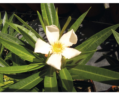 Oleander s kvetom a listami