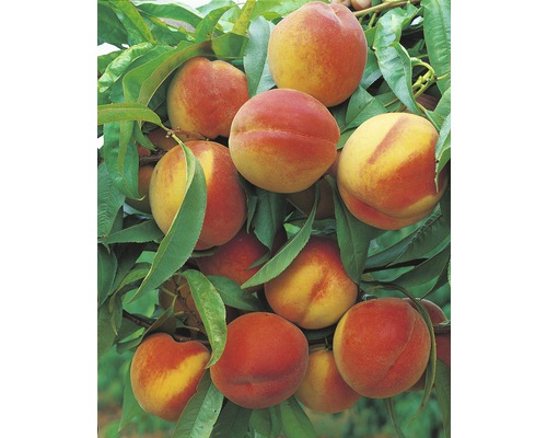 Broskyňa BIO FloraSelf Bio Prunus persica 'South Haven' cca 100 cm kvetináč 7,5 l Broskyne na strome so zelenými listami