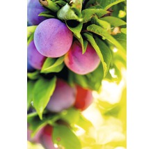 Slivka bluma, ringlota FloraSelf Prunus domestica 'Graf Althans' 100-150 cm kvetináč 6 l-thumb-1