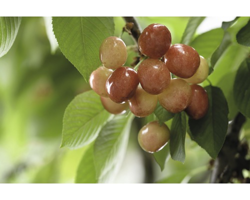 Čerešňa BIO FloraSelf Bio Prunus avium 'Büttnerova červená chrupka' kmeň cca 60 cm celková výška 120-140 cm kvetináč 7,5 l