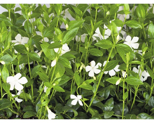 Zimozeleň biela menšia FloraSelf Vinca minor 'Alba' 5/7 výhonkov kvetináč Ø 9 cm Zimozeleň biela menšia FloraSelf Vinca minor 'Alba' 5/7 výhonkov kvetináč Ø 9 cm