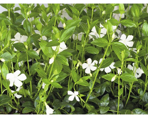 Zimozeleň biela menšia FloraSelf Vinca minor 'Alba' 5/7 výhonkov kvetináč Ø 9 cm