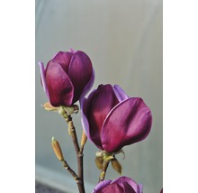 Detailný záber kvetov magnólie