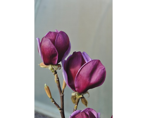 Detailný záber kvetov magnólie