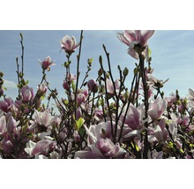 Kvitnúca magnólia v záhrade