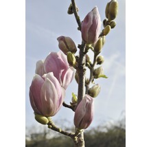 Strom magnólie s púčikmi kvetov