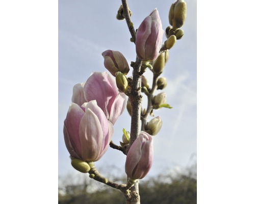 Strom magnólie s púčikmi kvetov