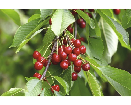 Čerešňa terasová stĺpovitá FloraSelf Bio Prunus avium 'Sylvia' kmeň 40 cm celková výška cca 60-80 cm kvetináč 5 l samoopelivá