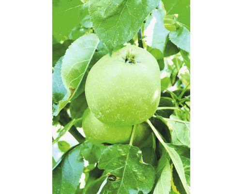 Jabloň stĺpovitá BIO FloraSelf Bio Malus domestica 'Green Fink' 130-150 cm kvetináč 7,5 l