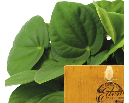 Izbová rastlina Peperomia s etiketou Eden Collection