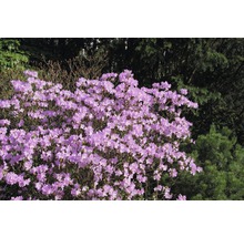 Kvitnúci rododendron v záhrade