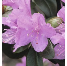 Detail kvetu rododendronu