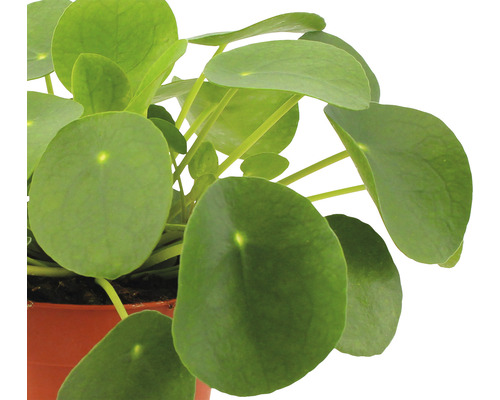 Pilea peperomioides v kvetináči
