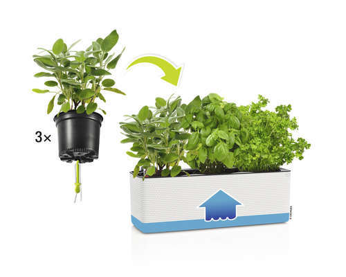 Bylinkový box s bazalkou, petržlenom a šalviou v kvetináči so zavlažovacím systémom