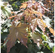 Javor mlieč ​​FloraSelf Acer platanoides 'Globosum' výška 125-150 cm kvetináč 18 l