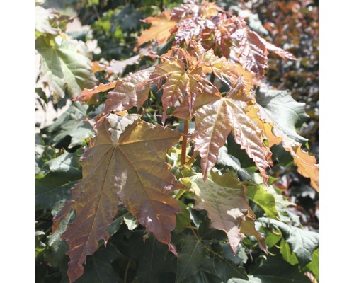 Javor mlieč FloraSelf Acer platanoides 'Globosum' výška 125-150 cm kvetináč 18 l Detailný záber javora s bronzovými listami.