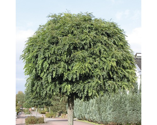 Agát biely FloraSelf Robinia pseudoacacia 'Umbraculifera' výška 125-150 cm kvetináč 18 l