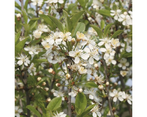 Čerešňa krovitá polokmeň FloraSelf Prunus fruticosa 'Globosa' výška kmeňa cca 125 cm celková výška cca 150 cm kvetináč 18 l